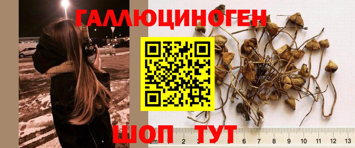 Галлюциногенные грибы прущие грибы  Псилоцибиновые грибы мицелий  Гусиноозёрск  Вход с VPN 